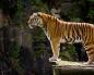 Редкие и необычные тигры мира