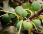 Figues - avantages et inconvénients pour le corps humain De quel type de baies sont les figues ?