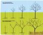 Správne prerezávanie stromov na jar - zdieľame tajomstvá