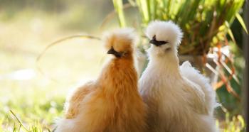 中国の絹鶏の説明、生産性、栽培、ケア