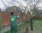 Pruning trees in spring: how to do it right